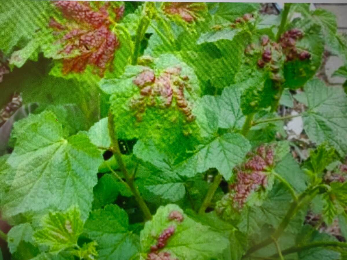 Галловая тля на смородине. Фото из открытых источников