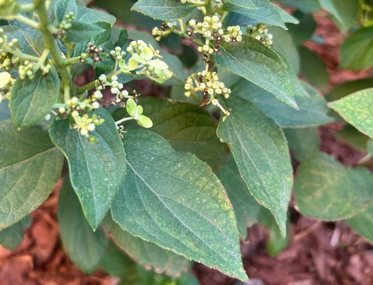 Гортензия поражена клещом