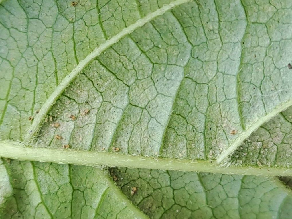 Гортензия поражена клещом