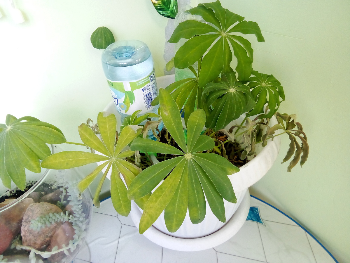 Все фото в статье авторские. У всех трех кустиков есть усохшие листики, но все живы.