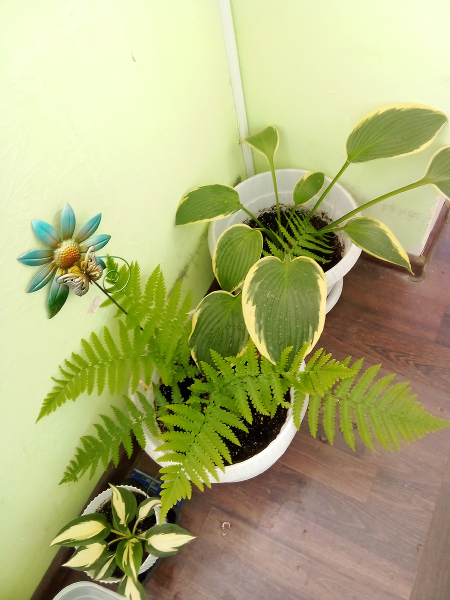 Папортник вообще сильно вырос за это время.