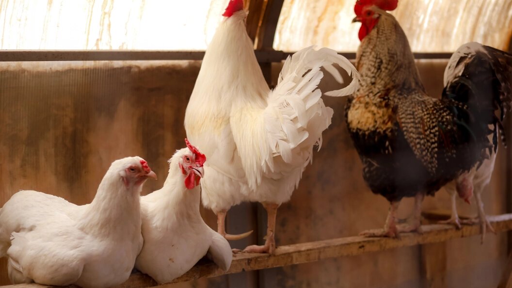    Elena Mayorova/Global Look Press