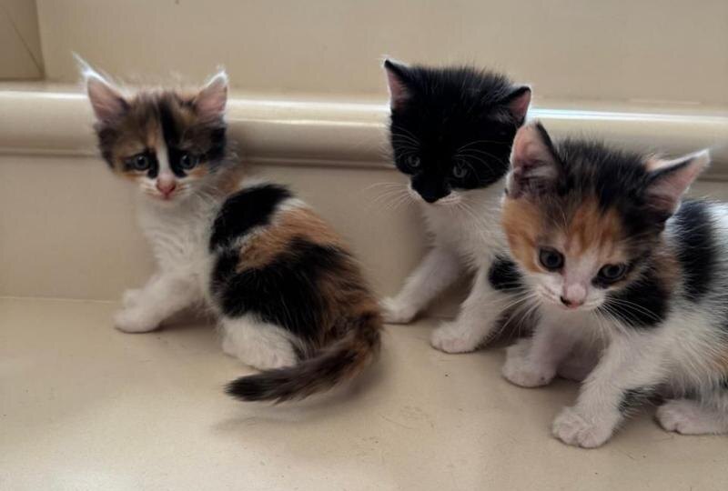 Трехцветные котята ищут свой новый дом и любящую семью