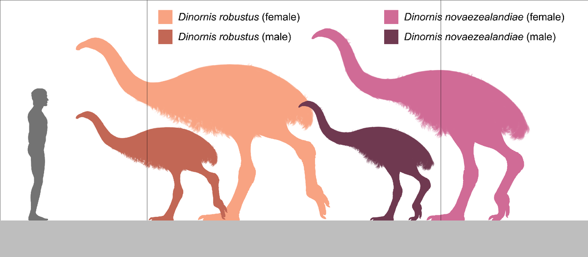 На картинке представлены два вида гигантских моа. Более светлые цвета — это самки, темные — самцы (Автор: PaleoNeolitic)