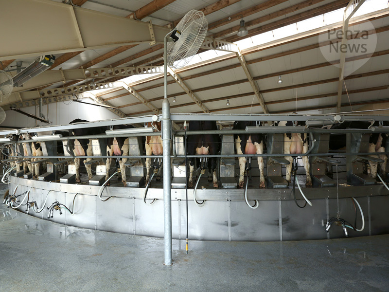    © Фото из архива ИА «PenzaNews»