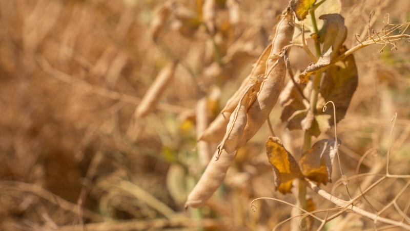    Одна из основных культур, выращиваемых на землях Петровского округа — горох Фото: Александр Скрыпник / / ИА «Победа26»