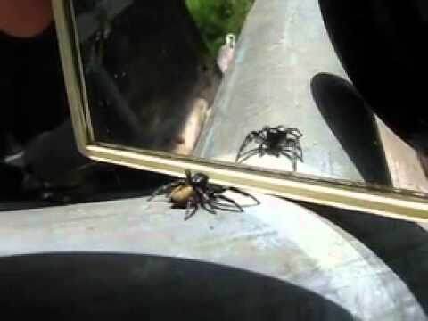 Фото с сайта: https://www.youtube.com/watch?v=Zb5HEoTSPbA&app=desktop