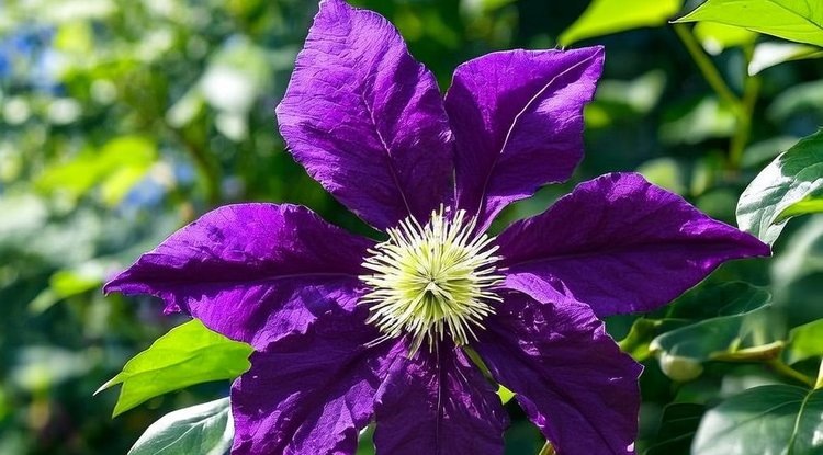 Чем подкормить клематис в июле для длительного цветения