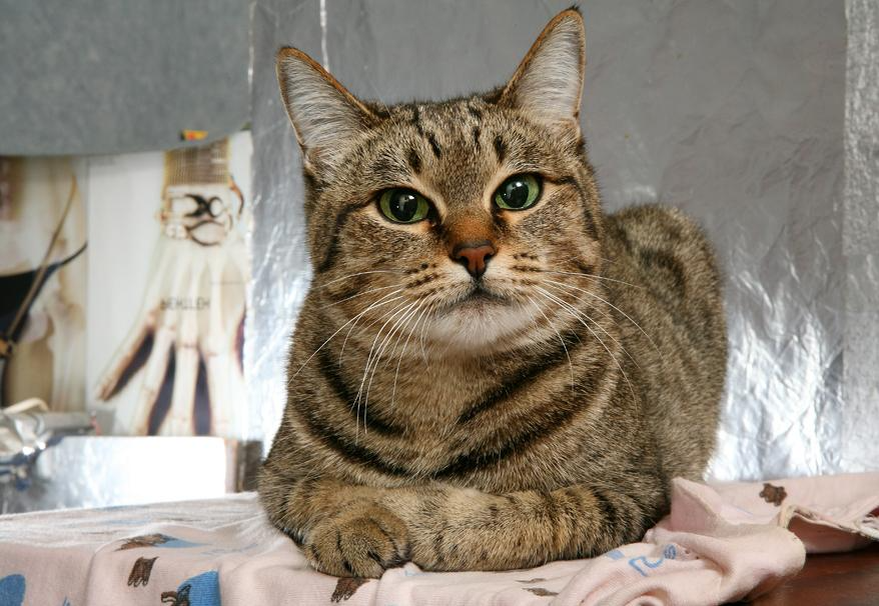 Домашняя кошка 