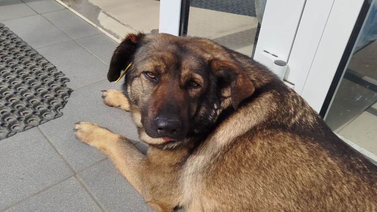    Фото: телеканал «Краснодар»