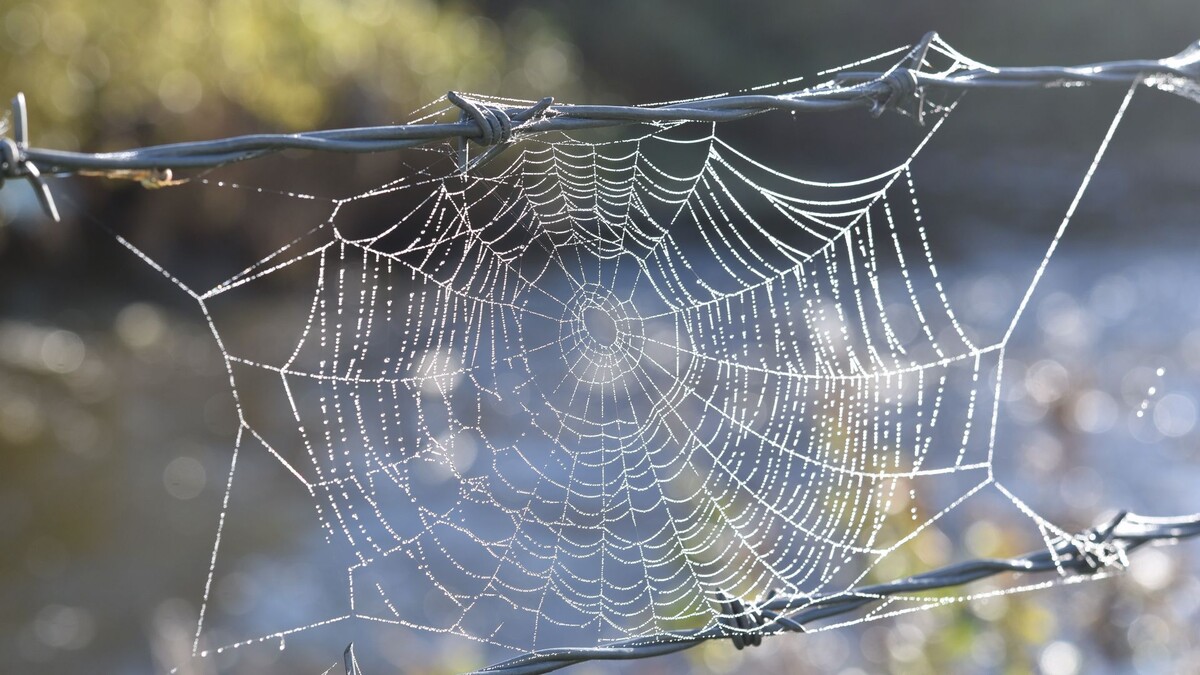 Фото с сайта: https://wallpaperscraft.com/download/cobweb_wire_spikes_1095254/1920x1080