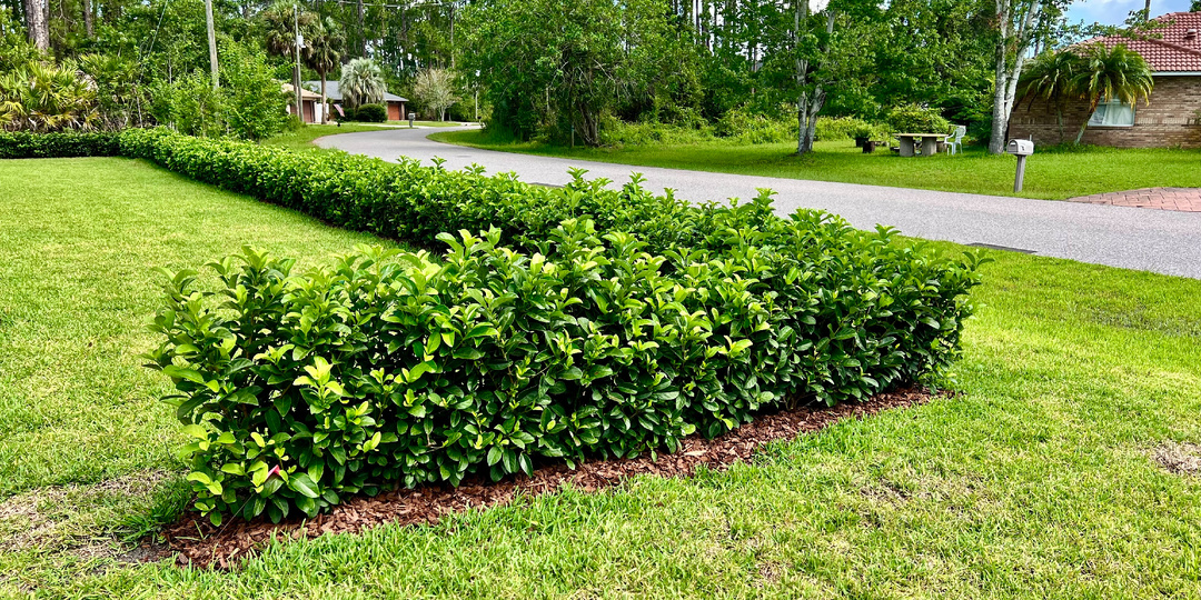 Сладкая Калина (Sweet Viburnum): Идеальный ли Выбор для нашего зеленого забора?