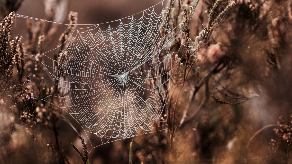 Фото с сайта: https://wallpaperscraft.com/download/cobweb_grass_weaving_128111/1920x1080