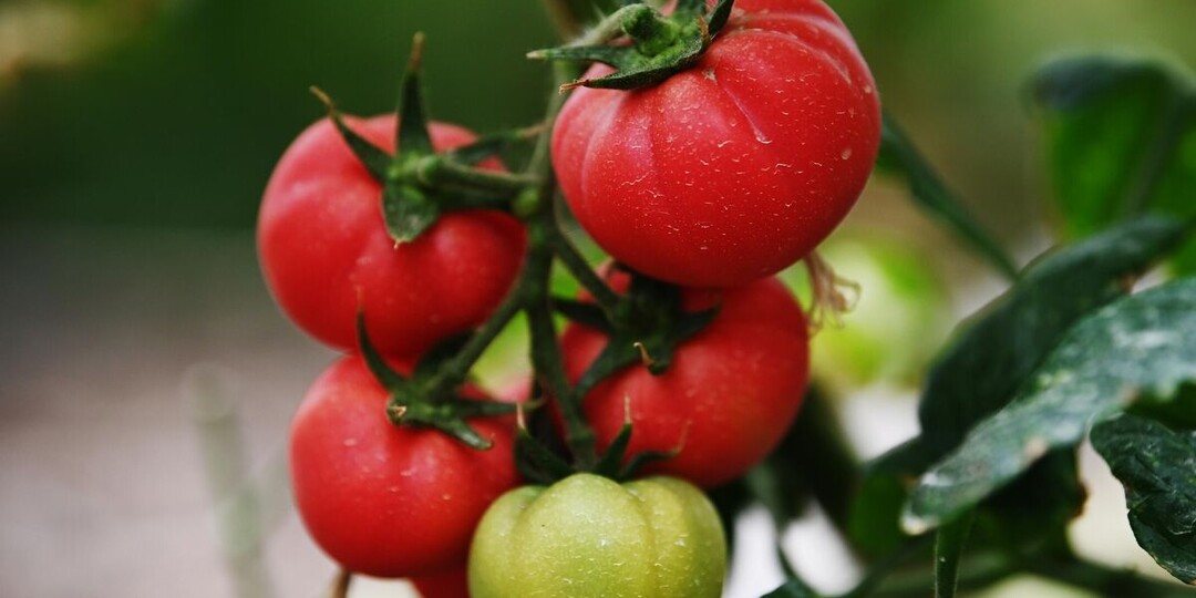 Июльская подкормка томатов: как увеличить урожай и количество завязей. Неочевидные способы