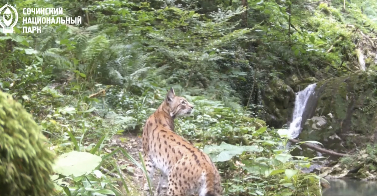    Фото t.me/npsochi_official