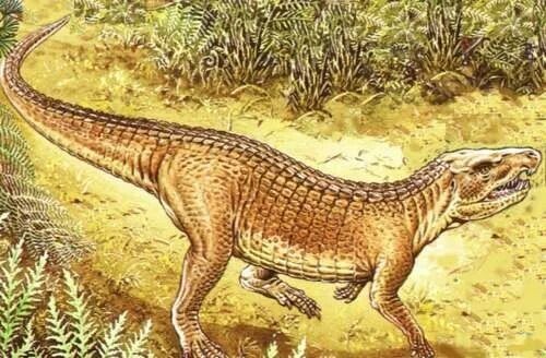 Вероятно так мог выглядеть дасигнатоид.