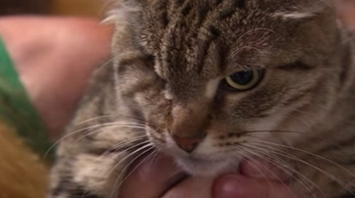    "В Курской области могут ограничить количество домашних животных": новость появилась в соцсетях