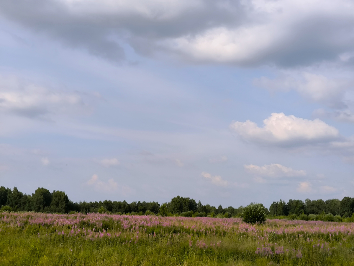 Розовые поля