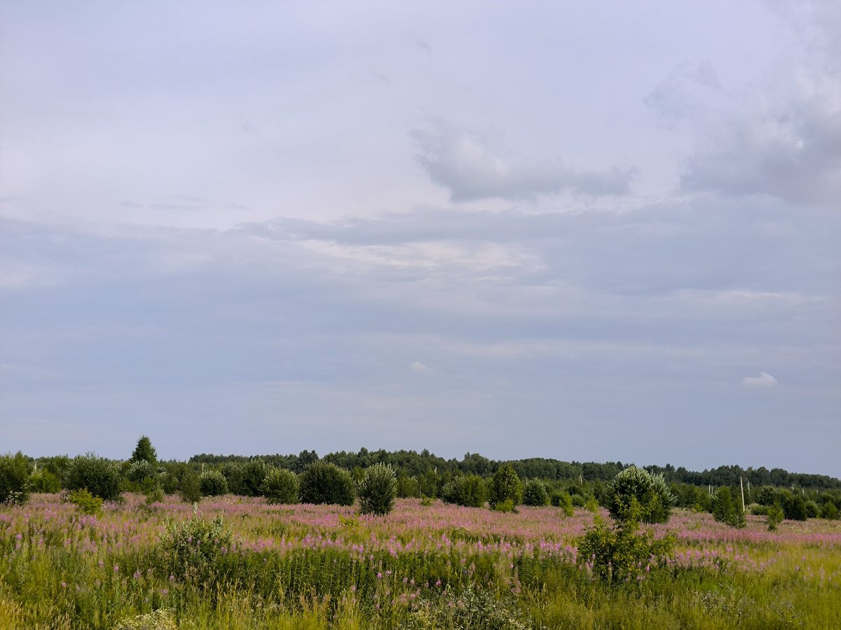 Иван-чай цветёт