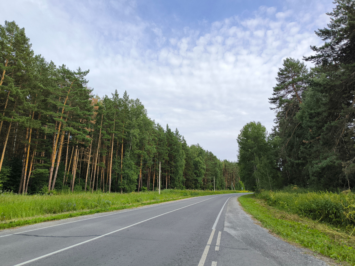 Дорога в бору