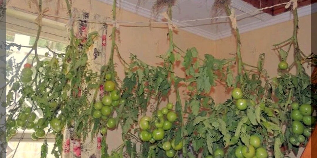 20 способов ускорить налив и созревание томатов: только рабочие способы ускорить созревание томатов в теплице и открытом грунте