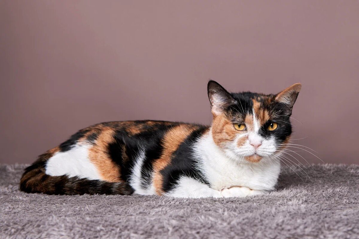 Обратите внимание на нашу красавицу Теслу, возможно, она ждет в приюте именно вас, а вы – её!