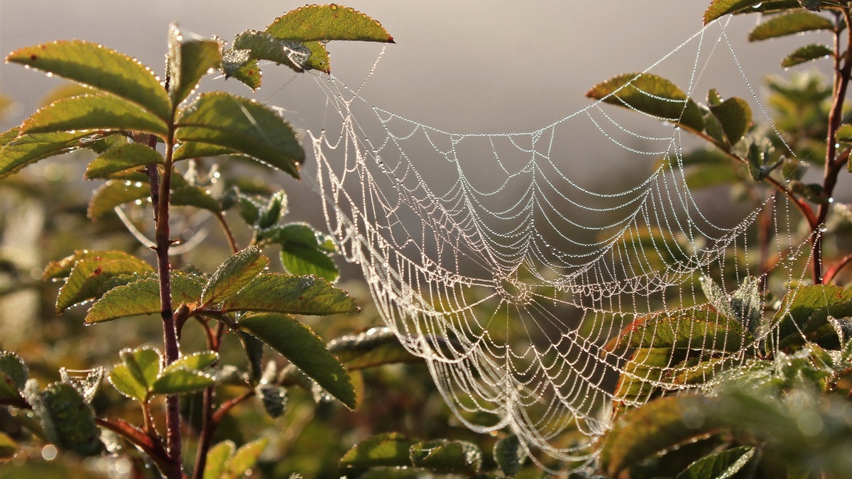 Фото с сайта: https://fr.best-wallpaper.net/Spider-web-dew-water-droplets-leaves-morning_wallpapers.html