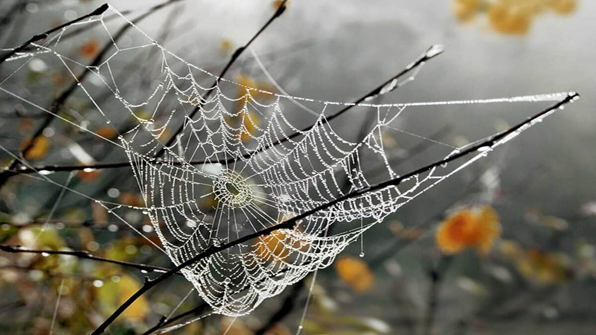 Фото с сайта: https://stihi.ru/2023/09/15/5441