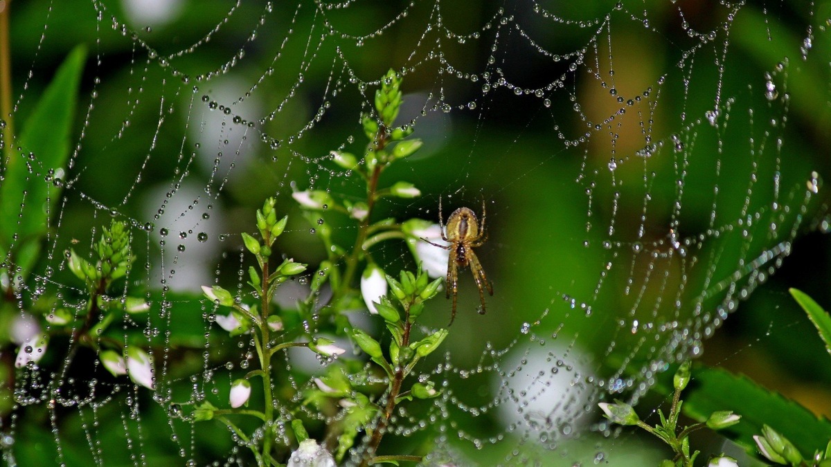 Фото с сайта: https://stihi.pro/10620-kak-horosho.html