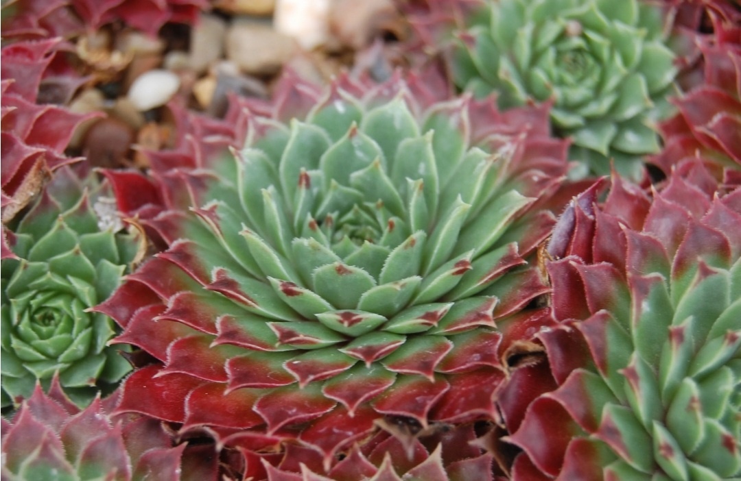 Фото из свободного источника 