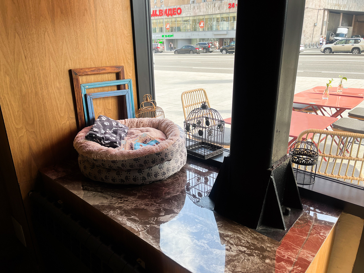 Лежанки и вкусности для собак →