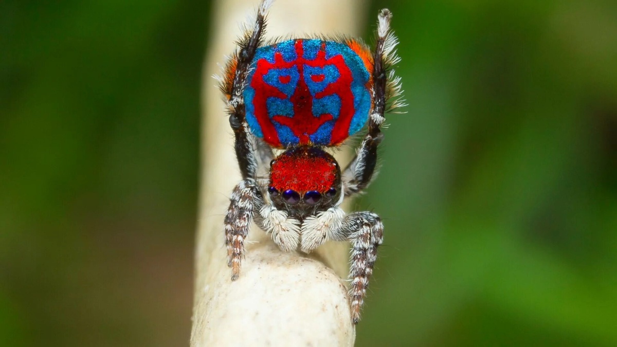 Паук Павлин, фото с сайта: https://mungfali.com/explore/Peacock-Spider-Web
