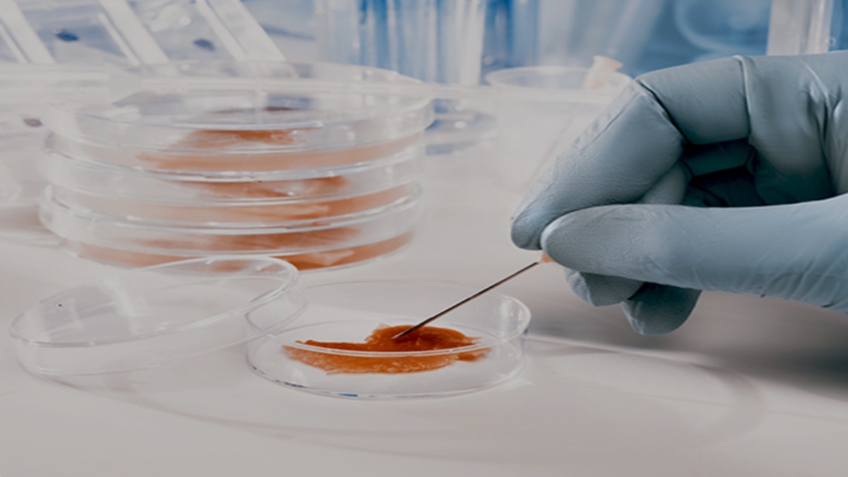 Мясо из пробирки