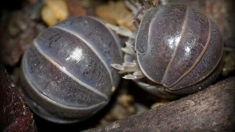 Мокрицы-броненосцы ( Armadillo Officinalis)