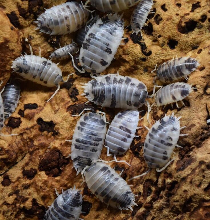 Мокрицы-коровки (Porcellio laevis dairy cow)