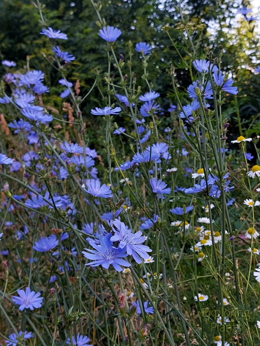 Цикорий обыкновенный охотно растет около населённых пунктов