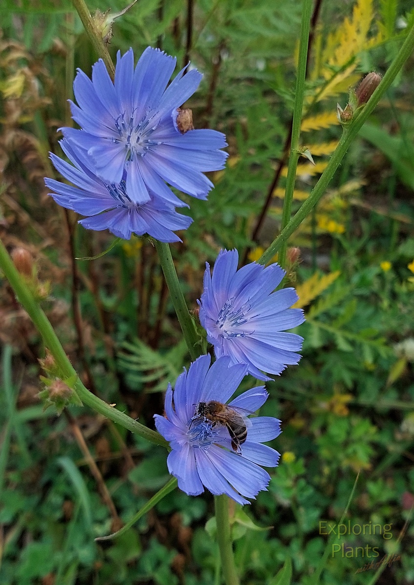 Пчела собирает нектар и пыльцу