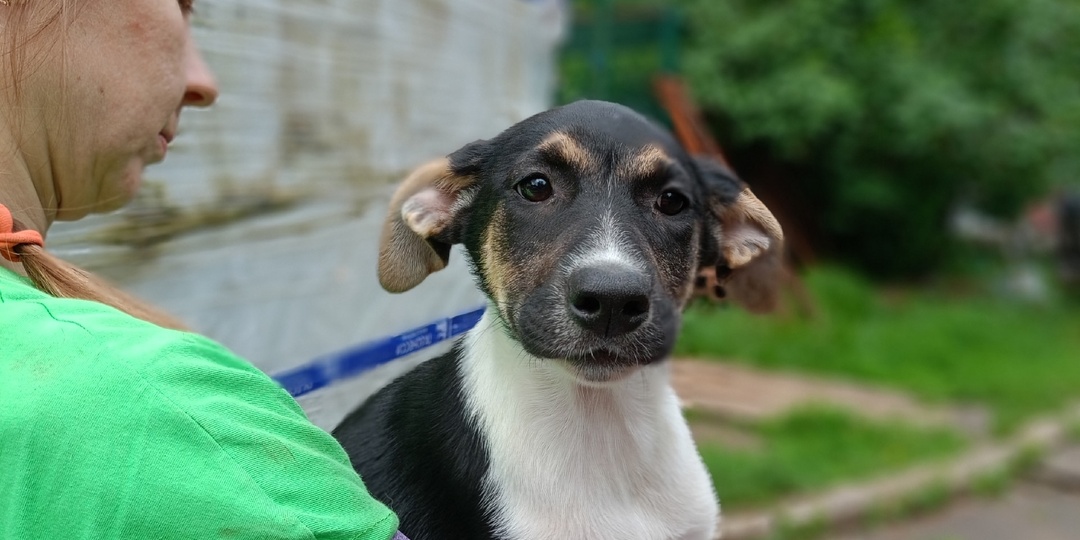 Три щенка от домашней собаки растут в приюте