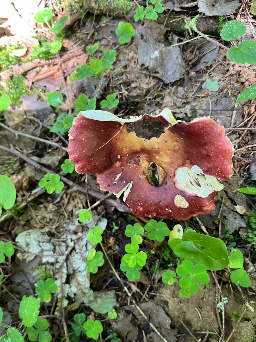 Очень старая сыроежка