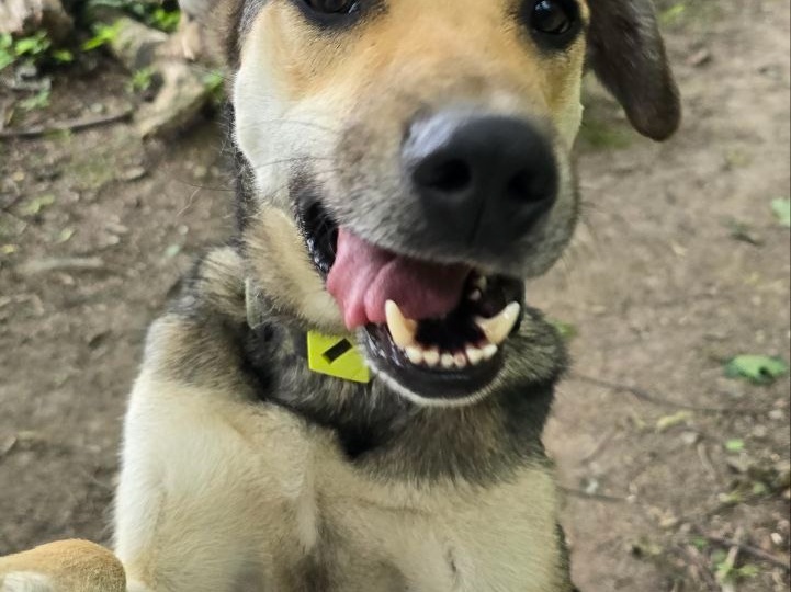 Улыбающаяся собака ищет семью