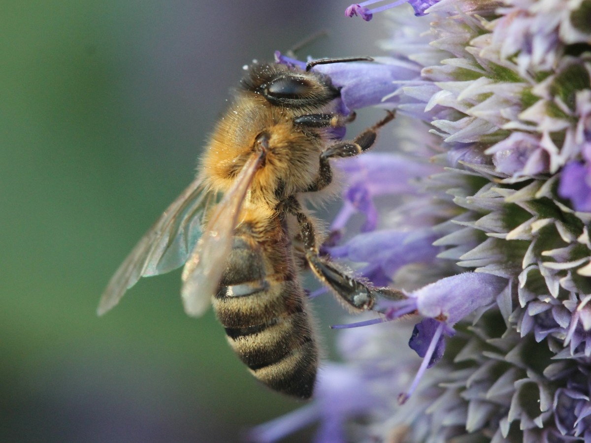    Учёные превратили пчелу в управляемого киборга