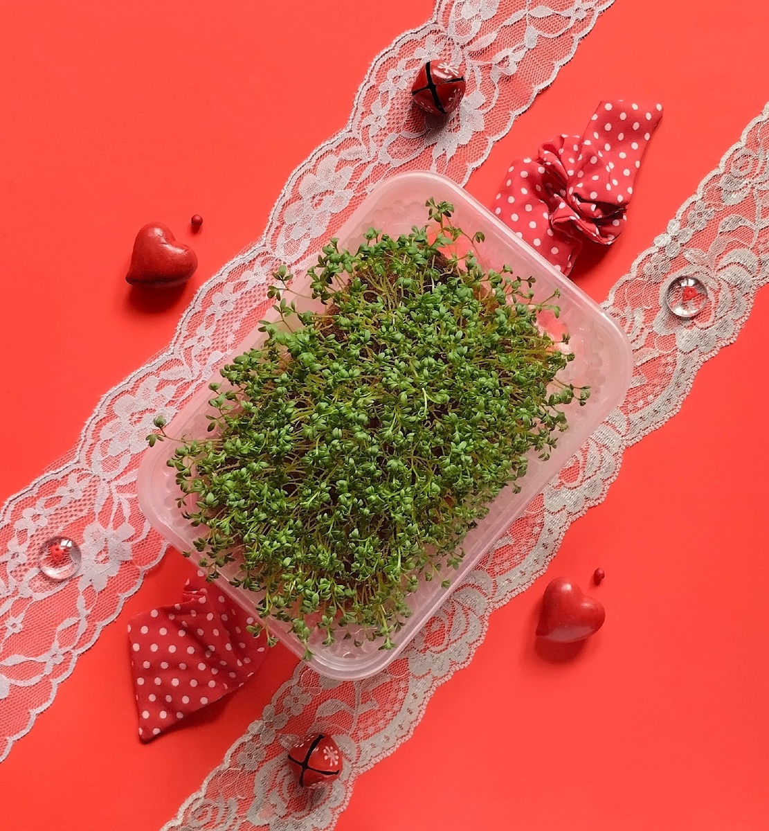 Микрозелень кресс-салата.