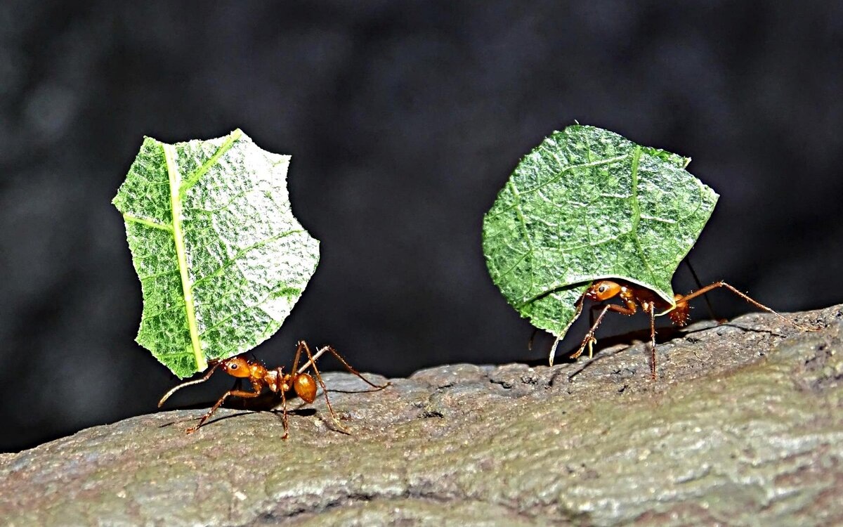 Источник фото: https://avatars.dzeninfra.ru/get-zen_doc/3023531/pub_5ebd00687ef6bb3aab436b2f_5ebd012c65d07f271f5839dd/scale_1200