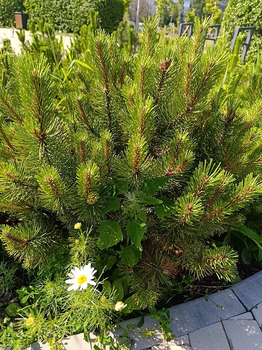 Увидела в сквере клумбу с горными сосенками. У нас на даче тоже посажены, но в 10 раз меньше. Интересно, когда наши такими станут 