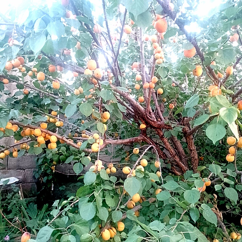 Второе абрикосовое дерево!