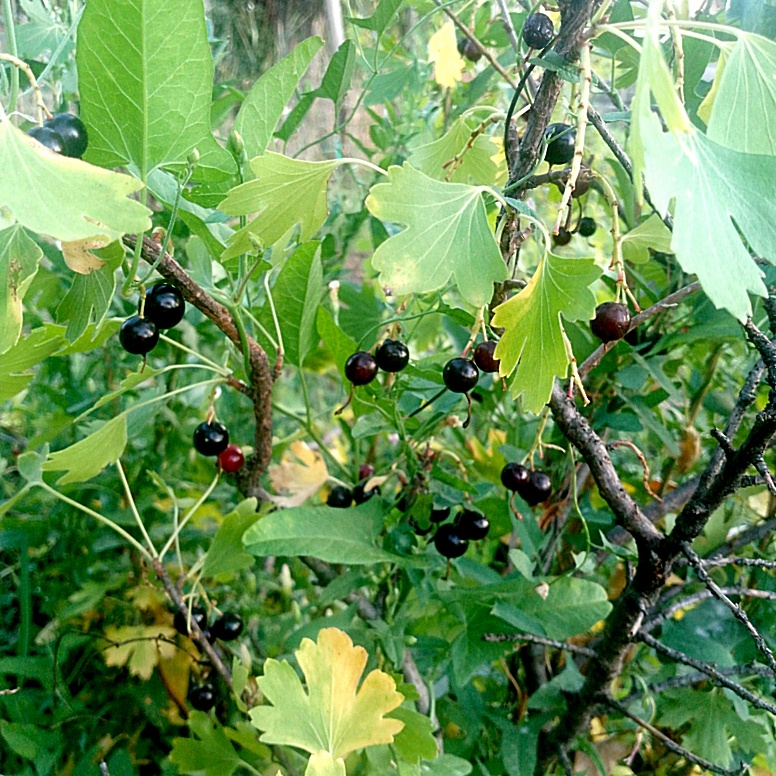 Смородину тоже собирала, но еще не всю оборвала.