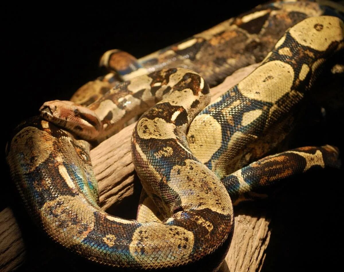 Фото из открытого доступа