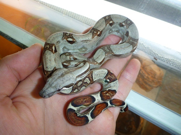 Малыш императорского удава. Фото из открытого доступа