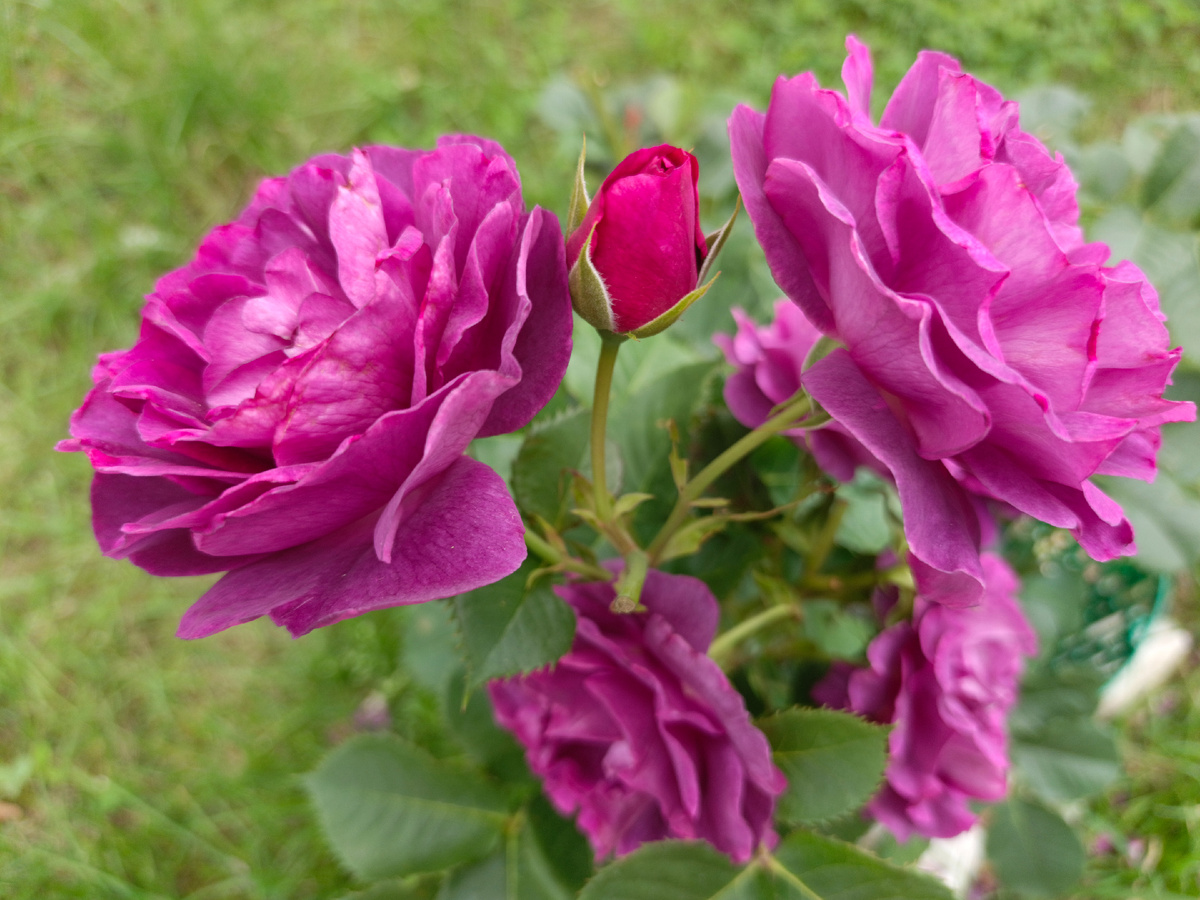 Адлер, июль 2025 г.