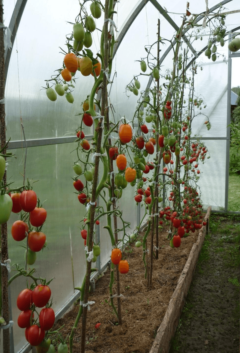 Фото из интернета. Это - точно перебор. Так можно делать уже осенью, чтобы томаты дозрели и фитофтора их не погубила. При такой обрезке томаты просто перестанут нормально расти дальше